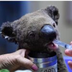 Anveshi Jain Instagram - There are no words to describe the pain.. and I can’t stop crying ! this is a crisis worthy of international action . It is our turn to show every bit of compassion we have to raise the awareness and help wherever we can . These bushfires are worse than the amazon , they are worse than Notre Dame that happened last year that raised $650 million in 24hrs..Let’s give Australia the same attention & support we give to other events . You can donate here : Save the animals ; @wireswildliferescue Rural fire services: @nswrfs Aust fire service @redcrossau #australia #save #animals#saveaustram Ahmedabad, India