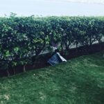 Anveshi Jain Instagram - Crow wants to read Sunday times !🤔