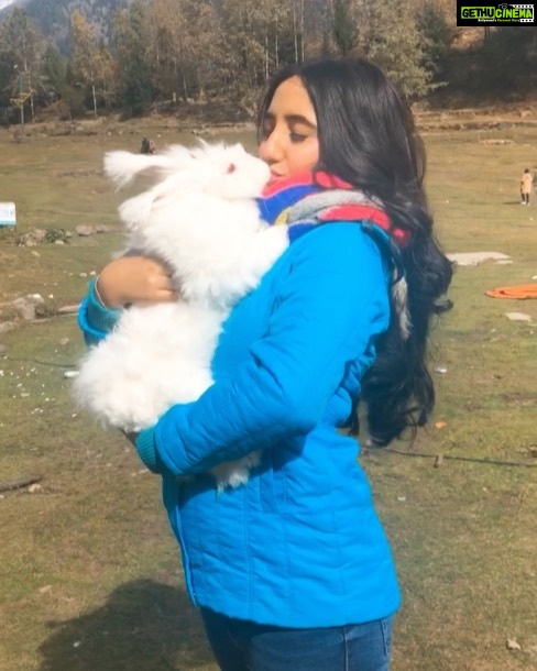 Ashnoor Kaur Instagram - Oh my god🙈♥️ . . #MomentsLikeThese #AnimalLoverForever #rabbits #manalidiaries #lovelovelove Solang "The Adventure Valley"