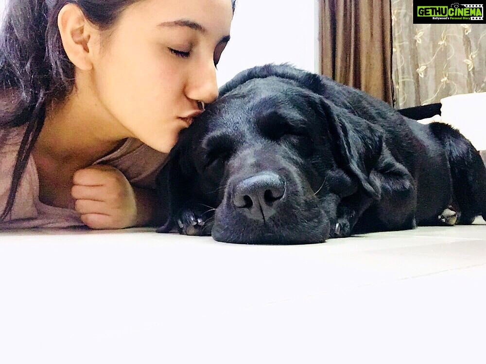 Ashnoor Kaur Instagram - What good did we humans do to deserve dogs?😍❤️ #Dogs #MyLove #AnimalLover #LoveDogs #ashnoorkaur How many of you like animals? Dog Lovers by GreaterGood