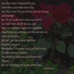 Avneet Kaur Instagram - 🌹🌼🌷🥀🌺🌻 #flowers #newone #kaurscribbles #avneetwritespoems #writtenbyme #shotbyme