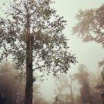 Avneet Kaur Instagram - Karnataka photo dump 2022 🌧📸🍂📖🎵🌲