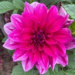 Bhanu Sri Mehra Instagram – A blooming flower means nurture is beaming 😁 

Pic credit goes to…… Bhanu Sree 😉😉

#flowers #flowerstagram #beauty #love #nuture #instagram #instafashion #kashmir Kashmir