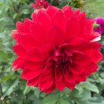 Bhanu Sri Mehra Instagram - A blooming flower means nurture is beaming 😁 Pic credit goes to…… Bhanu Sree 😉😉 #flowers #flowerstagram #beauty #love #nuture #instagram #instafashion #kashmir Kashmir