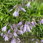 Bhanu Sri Mehra Instagram - A blooming flower means nurture is beaming 😁 Pic credit goes to…… Bhanu Sree 😉😉 #flowers #flowerstagram #beauty #love #nuture #instagram #instafashion #kashmir Kashmir