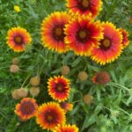 Bhanu Sri Mehra Instagram - A blooming flower means nurture is beaming 😁 Pic credit goes to…… Bhanu Sree 😉😉 #flowers #flowerstagram #beauty #love #nuture #instagram #instafashion #kashmir Kashmir