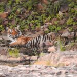 Dia Mirza Instagram - Happy #GlobalTigerDay 🐯🌳💚 Celebrate India’s national animal and all the work being done to protect wild tigers! 65% of global wild tiger population is in 🇮🇳. Pledge to ensure tiger forests are protected, connected and safe 🙌🏼 #ForPeopleForPlanet #WildForLife #ForNature #InternationalTigerDay @ifawglobal @wildlifetrustofindia @sanctuaryasia @unep @uninindia @unsdgadvocates @vivek4wild @bittusahgal @azzedinedownes 📸 by me Ranthambhore National Park