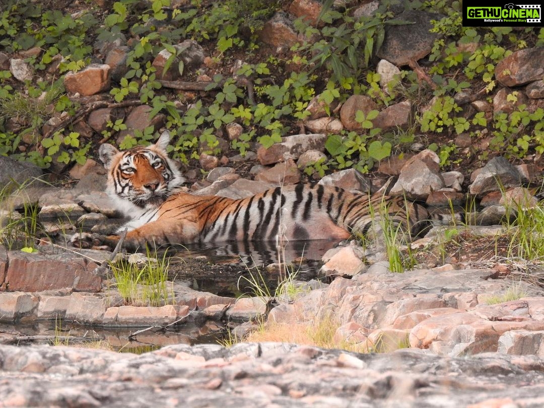 Dia Mirza Instagram - Happy #GlobalTigerDay ๐ฏ๐ณ๐ Celebrate Indiaโs national animal and all the work being done to protect wild tigers! 65% of global wild tiger population is in ๐ฎ๐ณ. Pledge to ensure tiger forests are protected, connected and safe ๐๐ผ #ForPeopleForPlanet #WildForLife #ForNature #InternationalTigerDay @ifawglobal @wildlifetrustofindia @sanctuaryasia @unep @uninindia @unsdgadvocates @vivek4wild @bittusahgal @azzedinedownes ๐ธ by me Ranthambhore National Park