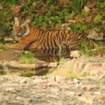 Dia Mirza Instagram - Happy #GlobalTigerDay 🐯🌳💚 Celebrate India’s national animal and all the work being done to protect wild tigers! 65% of global wild tiger population is in 🇮🇳. Pledge to ensure tiger forests are protected, connected and safe 🙌🏼 #ForPeopleForPlanet #WildForLife #ForNature #InternationalTigerDay @ifawglobal @wildlifetrustofindia @sanctuaryasia @unep @uninindia @unsdgadvocates @vivek4wild @bittusahgal @azzedinedownes 📸 by me Ranthambhore National Park
