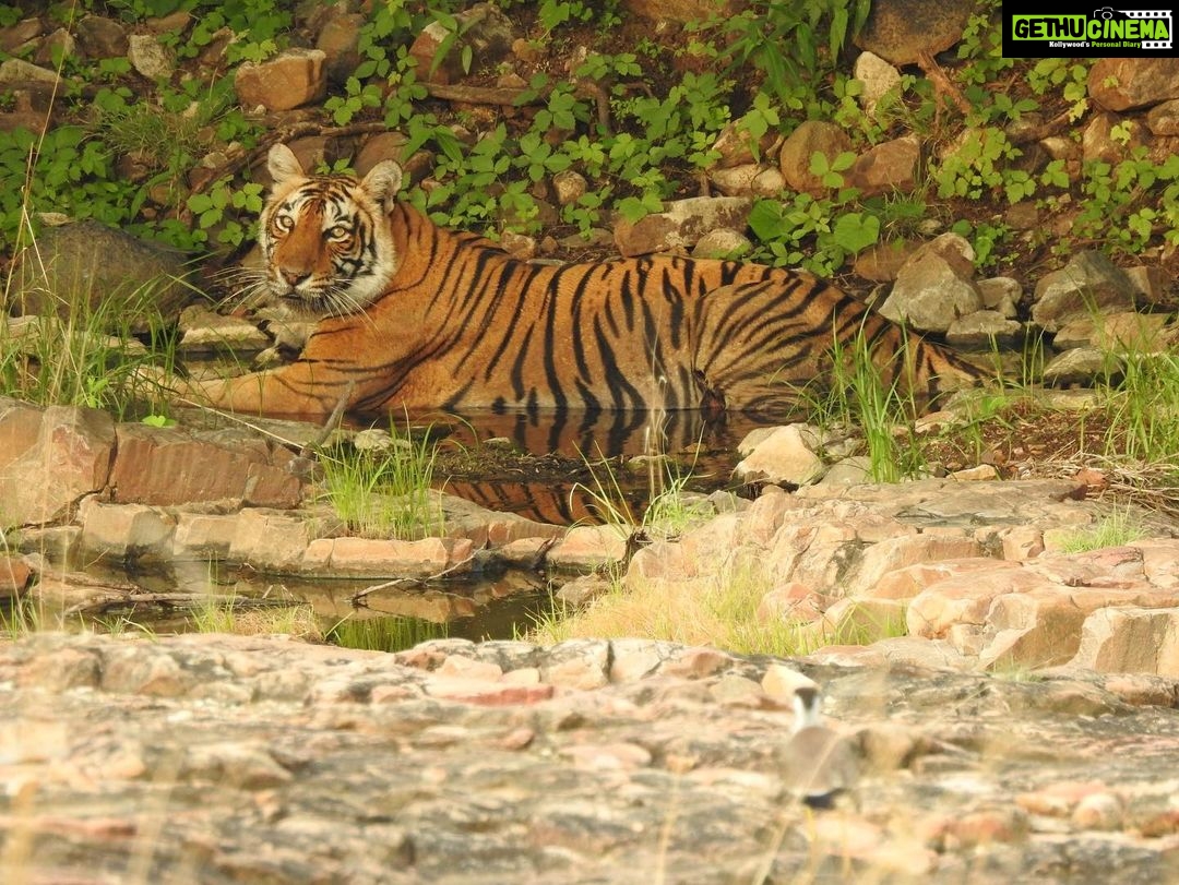Dia Mirza Instagram - Happy #GlobalTigerDay ๐ฏ๐ณ๐ Celebrate Indiaโs national animal and all the work being done to protect wild tigers! 65% of global wild tiger population is in ๐ฎ๐ณ. Pledge to ensure tiger forests are protected, connected and safe ๐๐ผ #ForPeopleForPlanet #WildForLife #ForNature #InternationalTigerDay @ifawglobal @wildlifetrustofindia @sanctuaryasia @unep @uninindia @unsdgadvocates @vivek4wild @bittusahgal @azzedinedownes ๐ธ by me Ranthambhore National Park