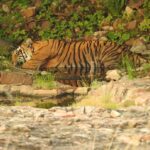 Dia Mirza Instagram - Happy #GlobalTigerDay 🐯🌳💚 Celebrate India’s national animal and all the work being done to protect wild tigers! 65% of global wild tiger population is in 🇮🇳. Pledge to ensure tiger forests are protected, connected and safe 🙌🏼 #ForPeopleForPlanet #WildForLife #ForNature #InternationalTigerDay @ifawglobal @wildlifetrustofindia @sanctuaryasia @unep @uninindia @unsdgadvocates @vivek4wild @bittusahgal @azzedinedownes 📸 by me Ranthambhore National Park