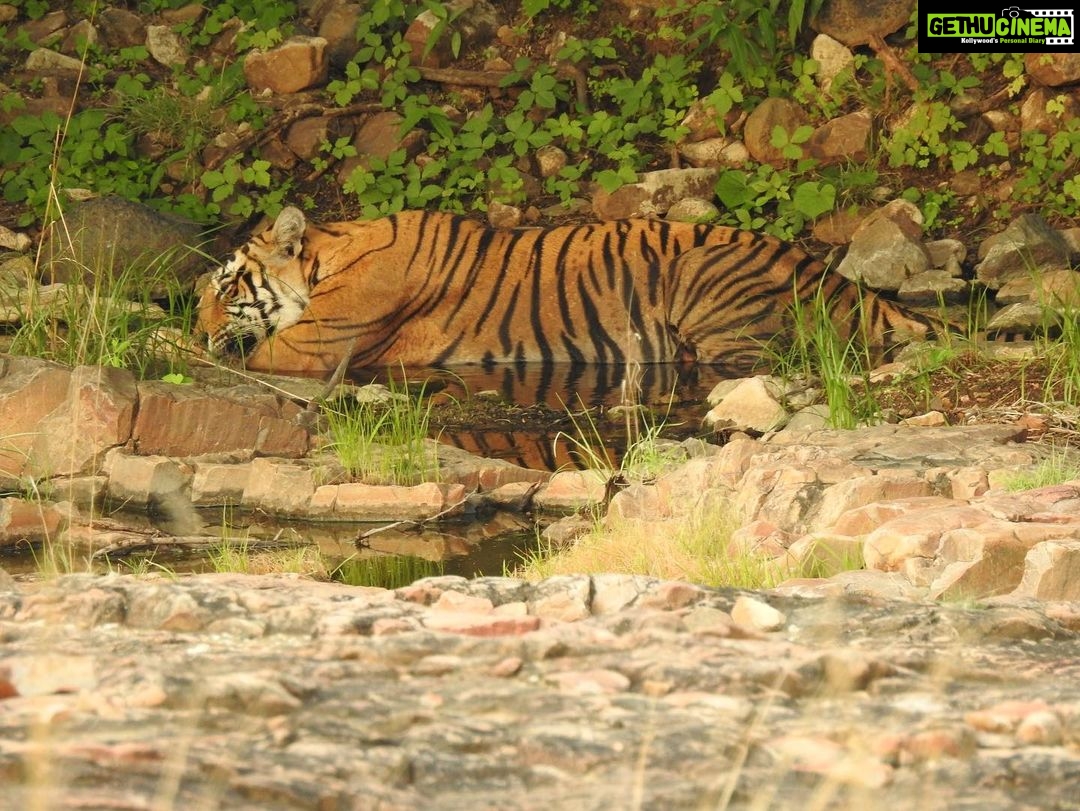 Dia Mirza Instagram - Happy #GlobalTigerDay ๐ฏ๐ณ๐ Celebrate Indiaโs national animal and all the work being done to protect wild tigers! 65% of global wild tiger population is in ๐ฎ๐ณ. Pledge to ensure tiger forests are protected, connected and safe ๐๐ผ #ForPeopleForPlanet #WildForLife #ForNature #InternationalTigerDay @ifawglobal @wildlifetrustofindia @sanctuaryasia @unep @uninindia @unsdgadvocates @vivek4wild @bittusahgal @azzedinedownes ๐ธ by me Ranthambhore National Park
