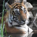 Dia Mirza Instagram - Happy #GlobalTigerDay 🐯🌳💚 Celebrate India’s national animal and all the work being done to protect wild tigers! 65% of global wild tiger population is in 🇮🇳. Pledge to ensure tiger forests are protected, connected and safe 🙌🏼 #ForPeopleForPlanet #WildForLife #ForNature #InternationalTigerDay @ifawglobal @wildlifetrustofindia @sanctuaryasia @unep @uninindia @unsdgadvocates @vivek4wild @bittusahgal @azzedinedownes 📸 by me Ranthambhore National Park