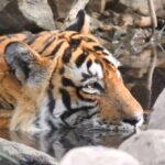 Dia Mirza Instagram - Happy #GlobalTigerDay 🐯🌳💚 Celebrate India’s national animal and all the work being done to protect wild tigers! 65% of global wild tiger population is in 🇮🇳. Pledge to ensure tiger forests are protected, connected and safe 🙌🏼 #ForPeopleForPlanet #WildForLife #ForNature #InternationalTigerDay @ifawglobal @wildlifetrustofindia @sanctuaryasia @unep @uninindia @unsdgadvocates @vivek4wild @bittusahgal @azzedinedownes 📸 by me Ranthambhore National Park