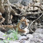 Dia Mirza Instagram - Happy #GlobalTigerDay 🐯🌳💚 Celebrate India’s national animal and all the work being done to protect wild tigers! 65% of global wild tiger population is in 🇮🇳. Pledge to ensure tiger forests are protected, connected and safe 🙌🏼 #ForPeopleForPlanet #WildForLife #ForNature #InternationalTigerDay @ifawglobal @wildlifetrustofindia @sanctuaryasia @unep @uninindia @unsdgadvocates @vivek4wild @bittusahgal @azzedinedownes 📸 by me Ranthambhore National Park