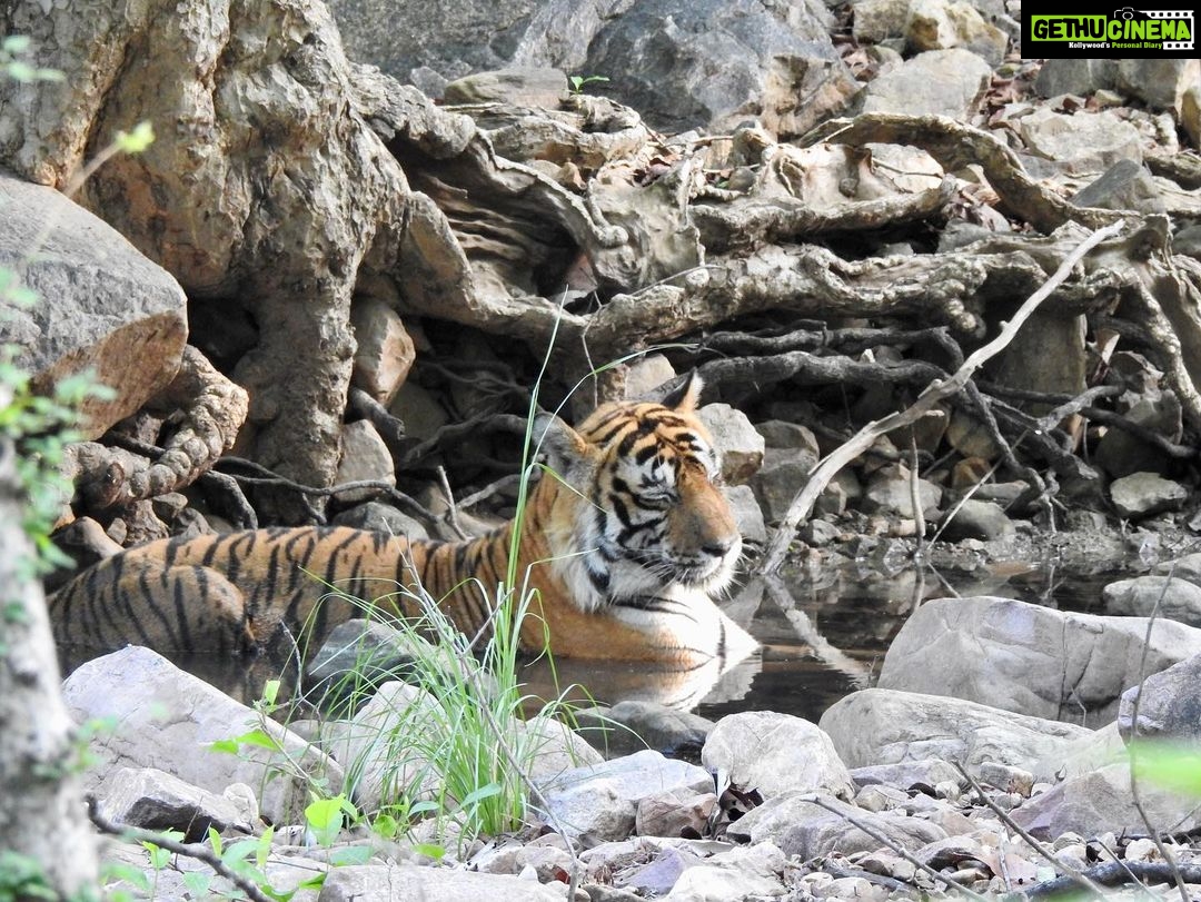 Dia Mirza Instagram - Happy #GlobalTigerDay ๐ฏ๐ณ๐ Celebrate Indiaโs national animal and all the work being done to protect wild tigers! 65% of global wild tiger population is in ๐ฎ๐ณ. Pledge to ensure tiger forests are protected, connected and safe ๐๐ผ #ForPeopleForPlanet #WildForLife #ForNature #InternationalTigerDay @ifawglobal @wildlifetrustofindia @sanctuaryasia @unep @uninindia @unsdgadvocates @vivek4wild @bittusahgal @azzedinedownes ๐ธ by me Ranthambhore National Park