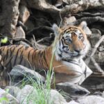 Dia Mirza Instagram - Happy #GlobalTigerDay 🐯🌳💚 Celebrate India’s national animal and all the work being done to protect wild tigers! 65% of global wild tiger population is in 🇮🇳. Pledge to ensure tiger forests are protected, connected and safe 🙌🏼 #ForPeopleForPlanet #WildForLife #ForNature #InternationalTigerDay @ifawglobal @wildlifetrustofindia @sanctuaryasia @unep @uninindia @unsdgadvocates @vivek4wild @bittusahgal @azzedinedownes 📸 by me Ranthambhore National Park