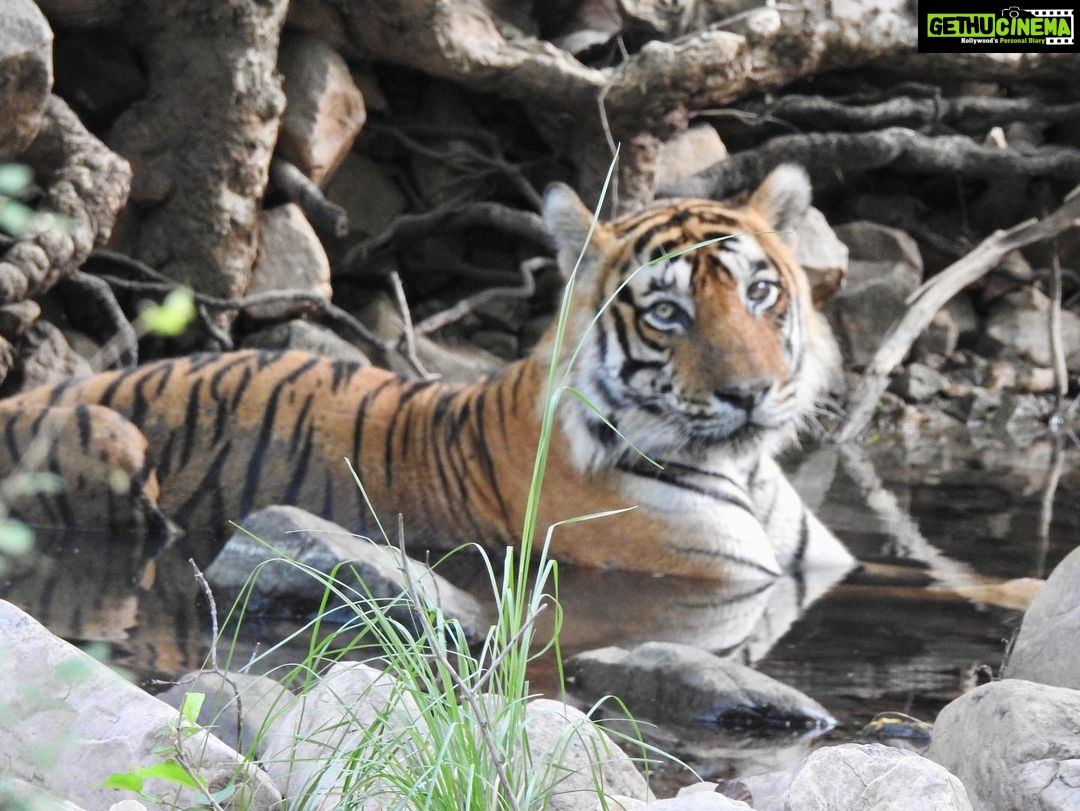 Dia Mirza Instagram - Happy #GlobalTigerDay ๐ฏ๐ณ๐ Celebrate Indiaโs national animal and all the work being done to protect wild tigers! 65% of global wild tiger population is in ๐ฎ๐ณ. Pledge to ensure tiger forests are protected, connected and safe ๐๐ผ #ForPeopleForPlanet #WildForLife #ForNature #InternationalTigerDay @ifawglobal @wildlifetrustofindia @sanctuaryasia @unep @uninindia @unsdgadvocates @vivek4wild @bittusahgal @azzedinedownes ๐ธ by me Ranthambhore National Park