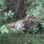 Dia Mirza Instagram - Happy #GlobalTigerDay 🐯🌳💚 Celebrate India’s national animal and all the work being done to protect wild tigers! 65% of global wild tiger population is in 🇮🇳. Pledge to ensure tiger forests are protected, connected and safe 🙌🏼 #ForPeopleForPlanet #WildForLife #ForNature #InternationalTigerDay @ifawglobal @wildlifetrustofindia @sanctuaryasia @unep @uninindia @unsdgadvocates @vivek4wild @bittusahgal @azzedinedownes 📸 by me Ranthambhore National Park