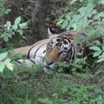 Dia Mirza Instagram - Happy #GlobalTigerDay 🐯🌳💚 Celebrate India’s national animal and all the work being done to protect wild tigers! 65% of global wild tiger population is in 🇮🇳. Pledge to ensure tiger forests are protected, connected and safe 🙌🏼 #ForPeopleForPlanet #WildForLife #ForNature #InternationalTigerDay @ifawglobal @wildlifetrustofindia @sanctuaryasia @unep @uninindia @unsdgadvocates @vivek4wild @bittusahgal @azzedinedownes 📸 by me Ranthambhore National Park