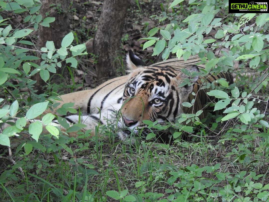 Dia Mirza Instagram - Happy #GlobalTigerDay ๐ฏ๐ณ๐ Celebrate Indiaโs national animal and all the work being done to protect wild tigers! 65% of global wild tiger population is in ๐ฎ๐ณ. Pledge to ensure tiger forests are protected, connected and safe ๐๐ผ #ForPeopleForPlanet #WildForLife #ForNature #InternationalTigerDay @ifawglobal @wildlifetrustofindia @sanctuaryasia @unep @uninindia @unsdgadvocates @vivek4wild @bittusahgal @azzedinedownes ๐ธ by me Ranthambhore National Park