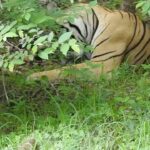 Dia Mirza Instagram - Happy #GlobalTigerDay 🐯🌳💚 Celebrate India’s national animal and all the work being done to protect wild tigers! 65% of global wild tiger population is in 🇮🇳. Pledge to ensure tiger forests are protected, connected and safe 🙌🏼 #ForPeopleForPlanet #WildForLife #ForNature #InternationalTigerDay @ifawglobal @wildlifetrustofindia @sanctuaryasia @unep @uninindia @unsdgadvocates @vivek4wild @bittusahgal @azzedinedownes 📸 by me Ranthambhore National Park
