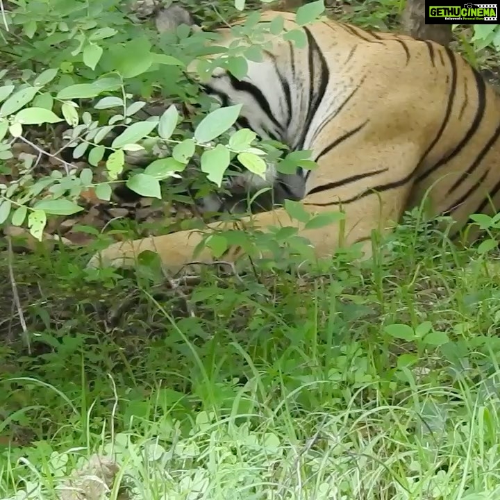 Dia Mirza Instagram - Happy #GlobalTigerDay ๐ฏ๐ณ๐ Celebrate Indiaโs national animal and all the work being done to protect wild tigers! 65% of global wild tiger population is in ๐ฎ๐ณ. Pledge to ensure tiger forests are protected, connected and safe ๐๐ผ #ForPeopleForPlanet #WildForLife #ForNature #InternationalTigerDay @ifawglobal @wildlifetrustofindia @sanctuaryasia @unep @uninindia @unsdgadvocates @vivek4wild @bittusahgal @azzedinedownes ๐ธ by me Ranthambhore National Park