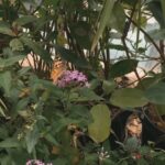 Dia Mirza Instagram - He said “Mamma” for the first time yesterday 😍🐯🦋 ♾ #IAmNature @vaibhav.rekhi @deepamirza @rekhi.poonam Bandra World of Storytellers