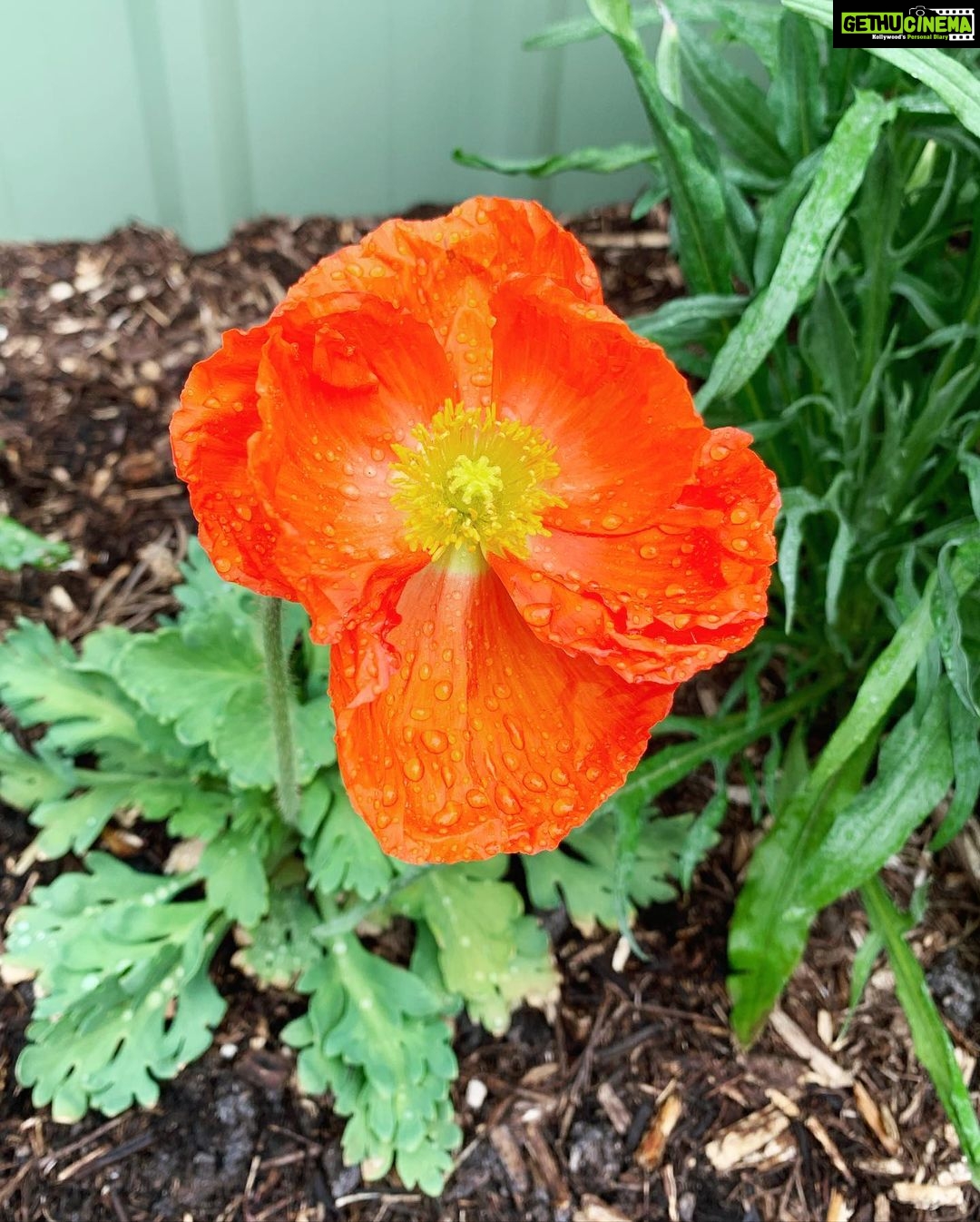 Evelyn Sharma Instagram - Feels like #spring in #Australia isn’t far away in #mygarden! 🌸 here are some of today’s snaps... 📸 can you #nameaplant? 👩🏻🌾