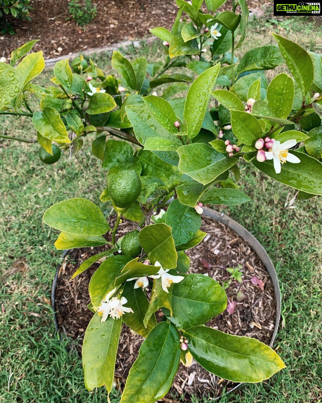 Evelyn Sharma Instagram - Feels like #spring in #Australia isn’t far away in #mygarden! 🌸 here are some of today’s snaps... 📸 can you #nameaplant? 👩🏻🌾