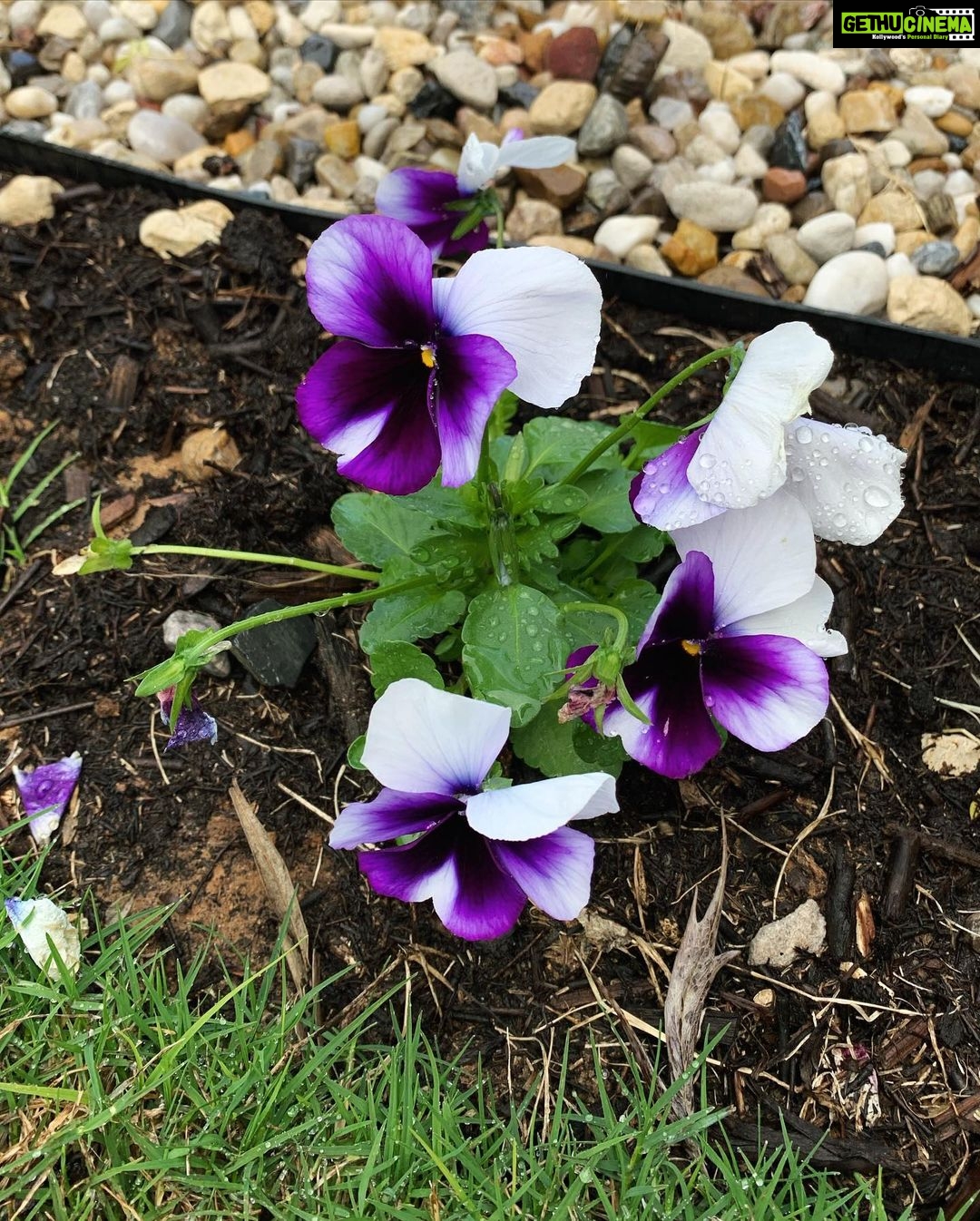 Evelyn Sharma Instagram - Feels like #spring in #Australia isn’t far away in #mygarden! 🌸 here are some of today’s snaps... 📸 can you #nameaplant? 👩🏻🌾