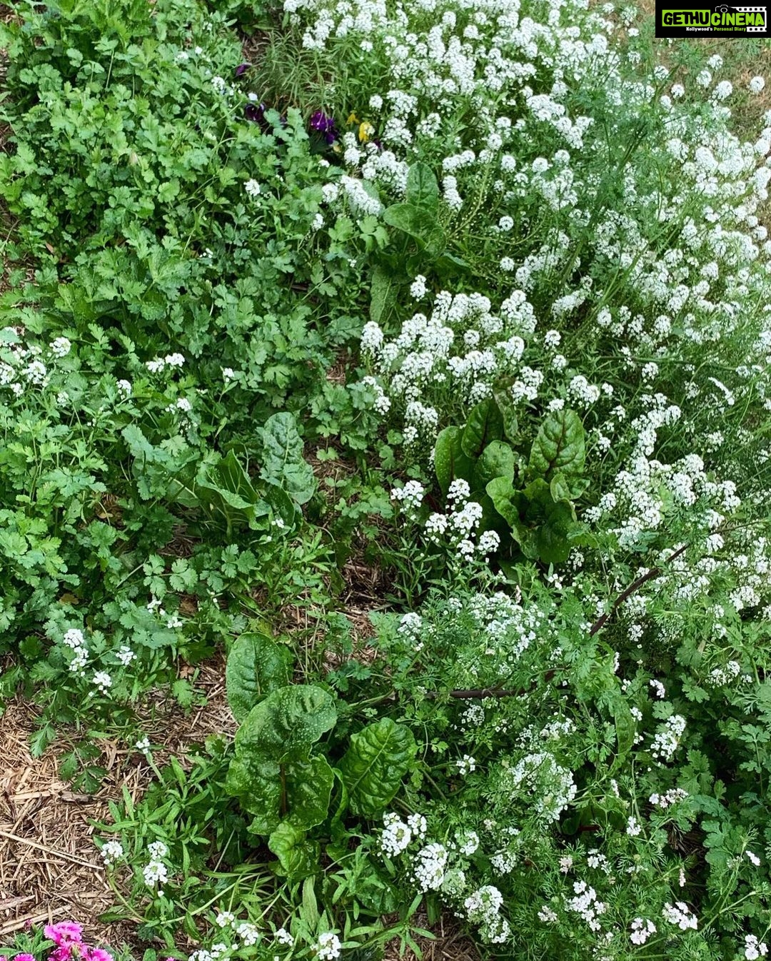 Evelyn Sharma Instagram - Feels like #spring in #Australia isn’t far away in #mygarden! 🌸 here are some of today’s snaps... 📸 can you #nameaplant? 👩🏻🌾