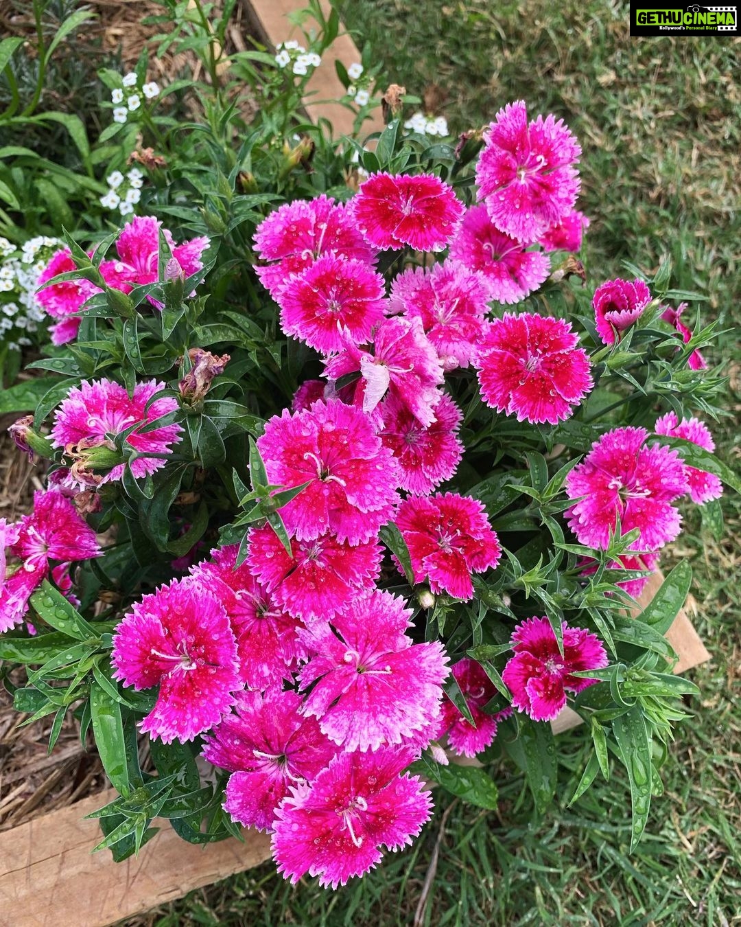 Evelyn Sharma Instagram - Feels like #spring in #Australia isn’t far away in #mygarden! 🌸 here are some of today’s snaps... 📸 can you #nameaplant? 👩🏻🌾