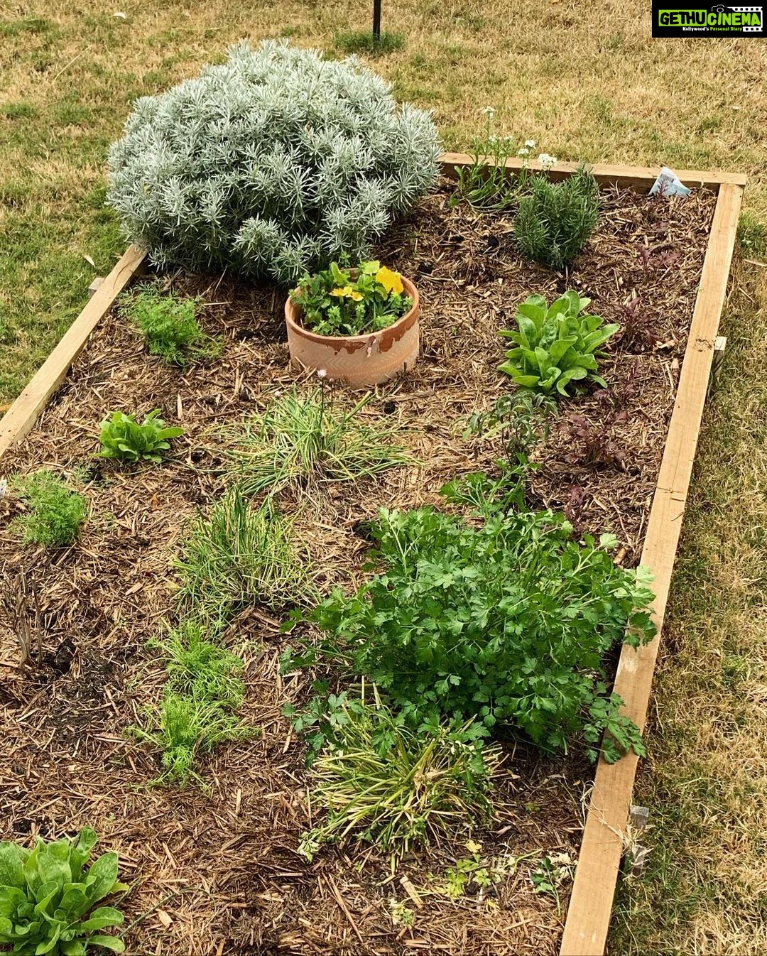 Evelyn Sharma Instagram - Feels like #spring in #Australia isn’t far away in #mygarden! 🌸 here are some of today’s snaps... 📸 can you #nameaplant? 👩🏻🌾
