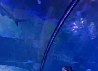 Jannat Zubair Rahmani Instagram - 🦈🫶🏻❤️🥹 @visitabudhabi @thenationalaq @alqana_ae #SummerInAbuDhabi 💃🏻
