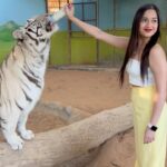 Jannat Zubair Rahmani Instagram - One of the best days I’ve had here 🥺🤍 I love them Disclaimer: none of these animals were abused or drugged; they are rescued. Kept in Good Nature Condition, very well fed and taken care of by @uae_lionking. Thank you for arranging the visit and making us experience the wild animals @masoud_alhammad @abdul_ark_ & imh_75 Dubai, United Arab Emiratesدبي