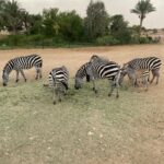 Jannat Zubair Rahmani Instagram - Never knew that I love them so much!🥺🫶🏻❤️ @alainzoouae @visitabudhabi #jzee #summerinabudhabi #alainzoo Al Ain Zoo