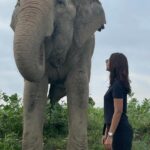 Jennifer Winget Instagram - Did you know? Most captive elephants die decades short of their normal lifespan. If we only knew better; what elephants endured; you would hit delete on the industry itself, a long time ago! #worldelephantday #savingindiaselephants #wildlifesos Elephant Conservation and Care Center, Mathura