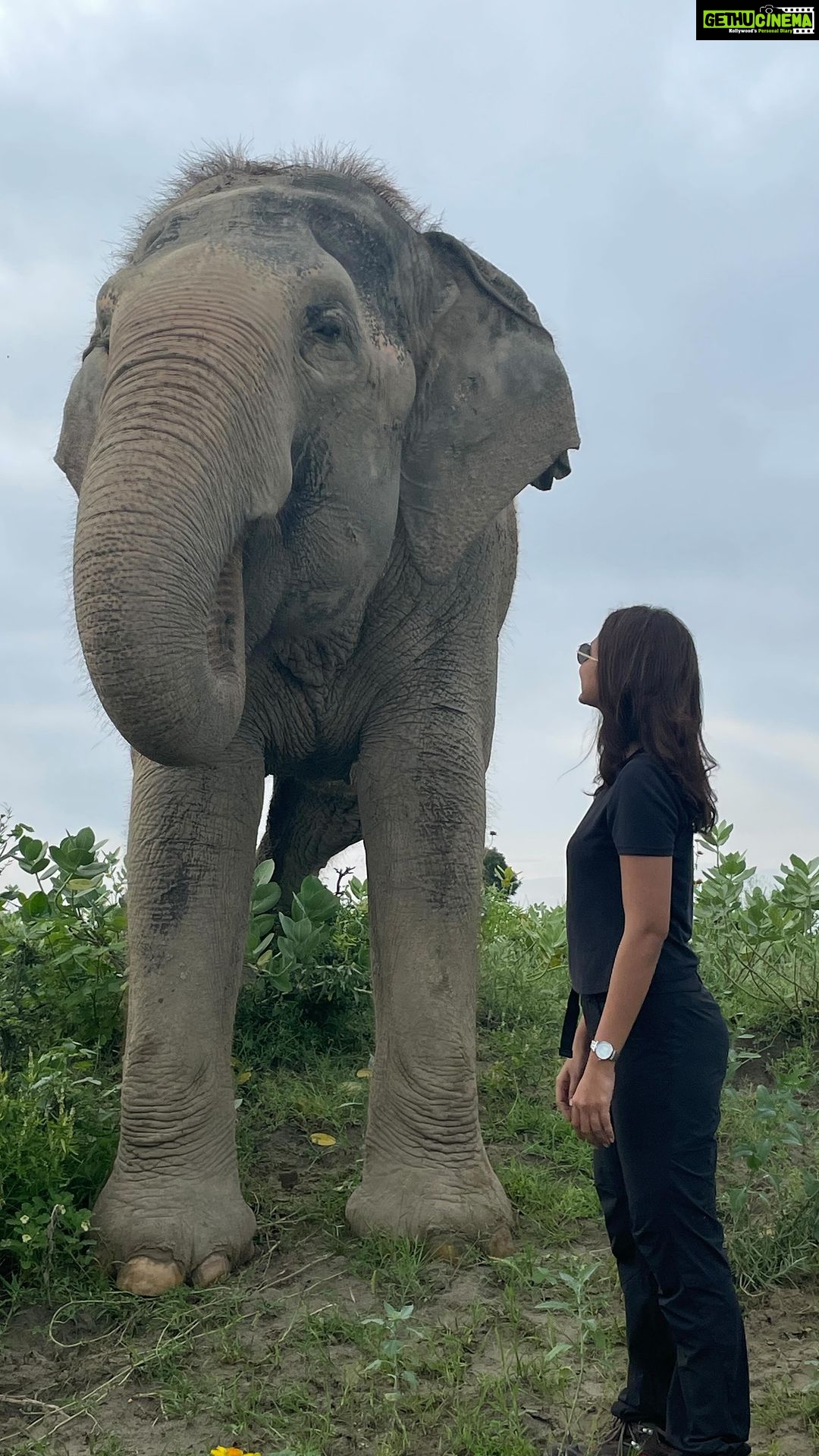 Jennifer Winget Instagram - Did you know? Most captive elephants die decades short of their normal lifespan. If we only knew better; what elephants endured; you would hit delete on the industry itself, a long time ago! #worldelephantday #savingindiaselephants #wildlifesos Elephant Conservation and Care Center, Mathura