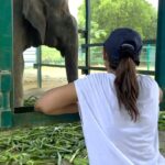 Jennifer Winget Instagram - What started, for me, with Nina last year, now extends to other elephants in the care of the @wildlifesos sanctuary. With smaller steps taken, I look forward to taking bigger strides together with the team there and hopefully, with you on board too! If you learn of any mistreatment of elephants, or any animal for that matter, you can reach out to @wildlifesos or @shirinasawhney There are opportunities to volunteer, donate and help in whatever way you can. A little, does go a long way! Link in Bio. #worldelephantday #wildlifesos #savingindiaselephants #refusetoride Elephant Conservation and Care Center, Mathura