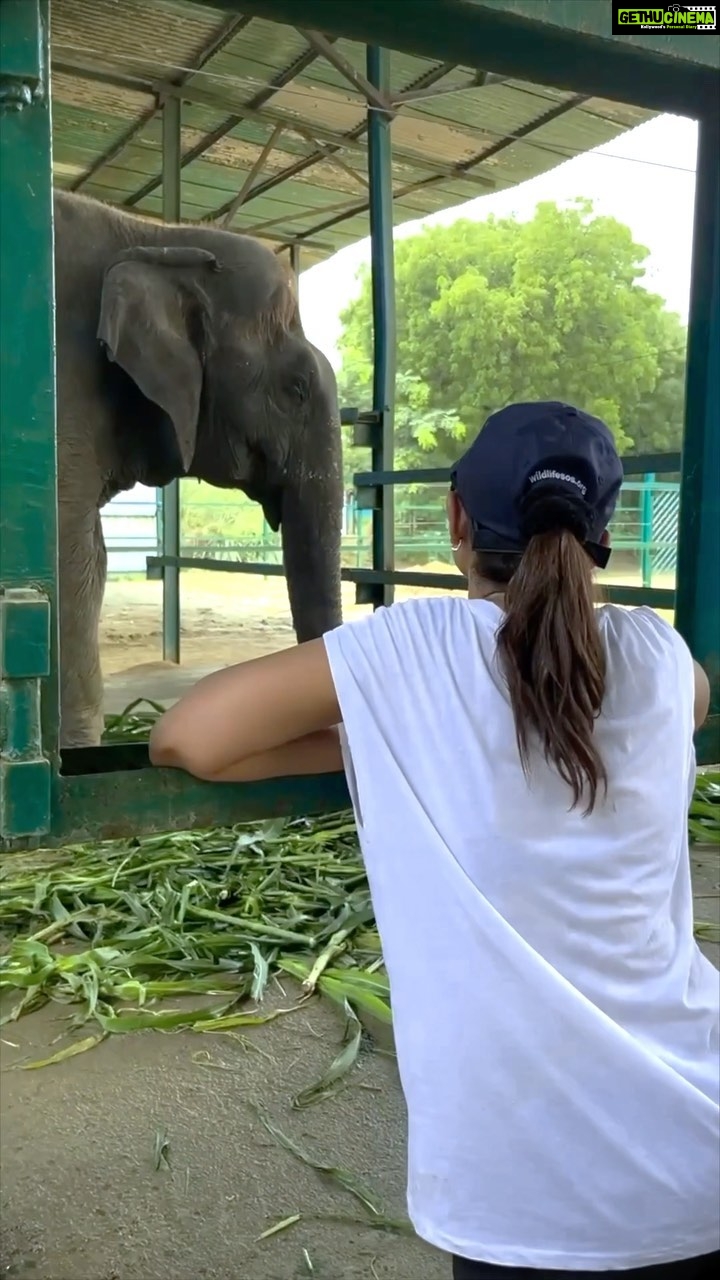 Jennifer Winget Instagram - What started, for me, with Nina last year, now extends to other elephants in the care of the @wildlifesos sanctuary. With smaller steps taken, I look forward to taking bigger strides together with the team there and hopefully, with you on board too! If you learn of any mistreatment of elephants, or any animal for that matter, you can reach out to @wildlifesos or @shirinasawhney There are opportunities to volunteer, donate and help in whatever way you can. A little, does go a long way! Link in Bio. #worldelephantday #wildlifesos #savingindiaselephants #refusetoride Elephant Conservation and Care Center, Mathura