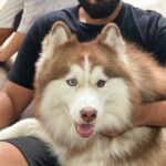 Kalidas Jayaram Instagram - Bow wow 🐾 @neverlandsiberians 🐾 @pickyourtrail @larkholidays_thailand @movenpickbangkoksukhumvit15 Mövenpick Hotels & Resorts