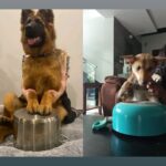 Kaniha Instagram – Why should hooomans have all the fun!!
Maggie joins the band wagon lol!
More like an expectation  Vs Reality reel haha!

#justforfun #indiesofinstagram #indiedog #maggie #reelsinstagram