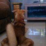 Kaniha Instagram - Yes she watches TV😀 She has her favorite shows too 😜 Have you tried playing those youtube videos for dogs for ur pets yet?? Try 'em I say! #dogwatchestv #maggie #funnydogs #indie #adoptdontshop #indiesofinstagram @dogsofmadras