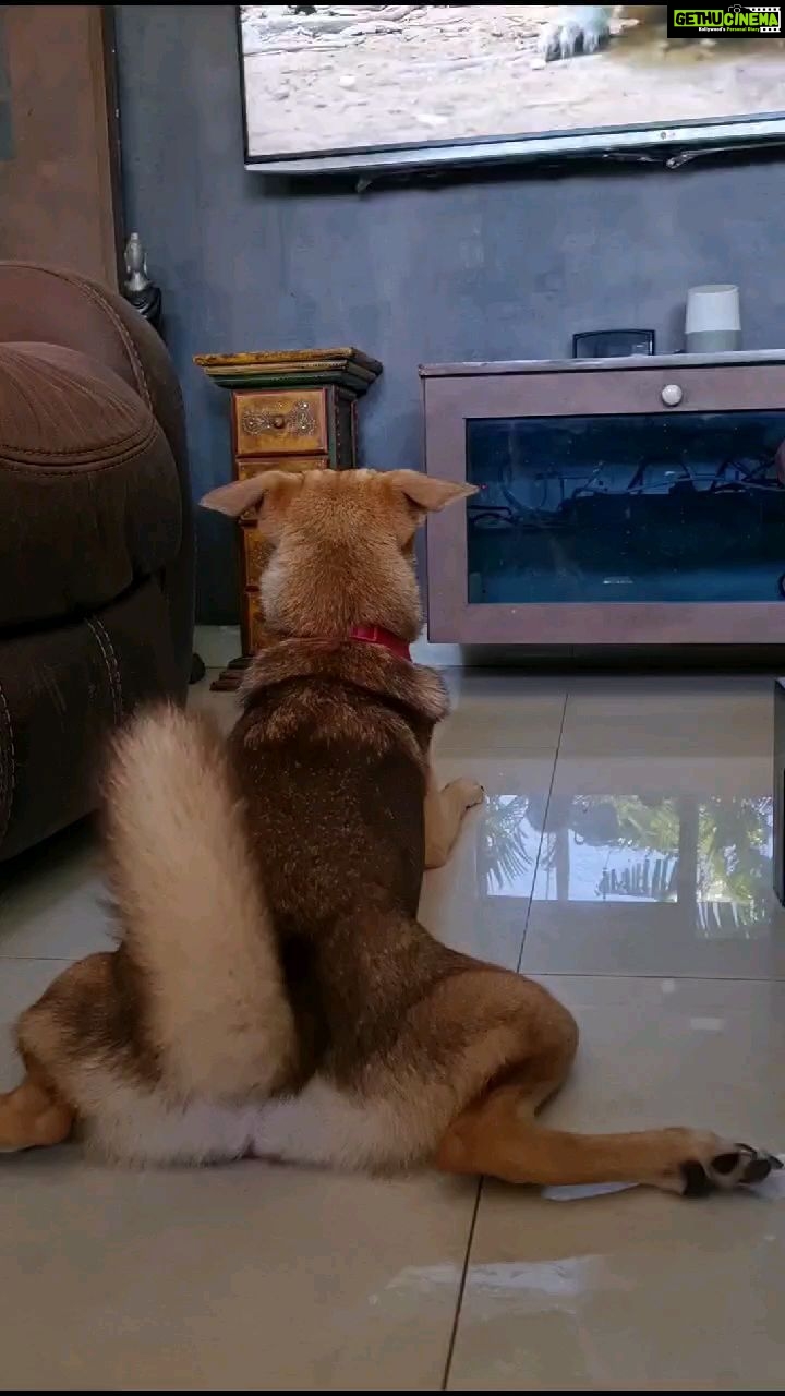 Kaniha Instagram - Yes she watches TVπ She has her favorite shows too π Have you tried playing those youtube videos for dogs for ur pets yet?? Try 'em I say! #dogwatchestv #maggie #funnydogs #indie #adoptdontshop #indiesofinstagram @dogsofmadras