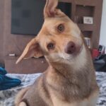 Kaniha Instagram - Those head tilts,Those nibbles, The naughtiness This crazy lil girl sure has stolen my heart Maggi ❤ #indie #indiedog #adoptdontshop #petlove