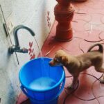 Kaniha Instagram - She just came and filled my life with so much fun. This is the kind of mischief she adds to the tiniest chores of my life❤ I love you Maggie..stay naughty!! #kaniha #indiedog #adoptdontshop #petaindia #dogsofmadras #maggietheindie #ilovedogs Chennai, India