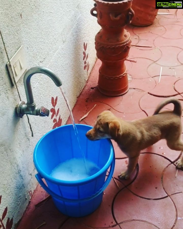 Kaniha Instagram - She just came and filled my life with so much fun. This is the kind of mischief she adds to the tiniest chores of my life❤ I love you Maggie..stay naughty!! #kaniha #indiedog #adoptdontshop #petaindia #dogsofmadras #maggietheindie #ilovedogs Chennai, India