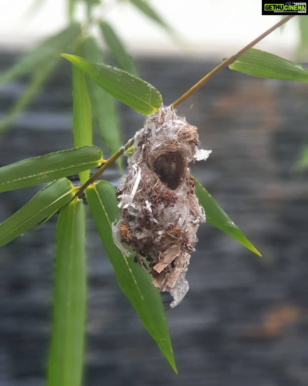 Kaniha Instagram - See how this little bird has used trash to build a beautiful home for herself..so beautifully crafted..a closer look at the nest will show how shes turned the tiniest trash into an engineering marvel.weighing just right,balancing just right,shaped just right.wow..so heart touching. Just imagine if a little Birdy can use trash sensibly how much more we humans can do with the trash we throw away?? #lessons from a bird #kaniha Backyard sightings💕