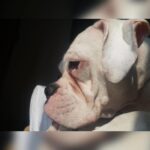 Kavya Thapar Instagram - 2.05.2014 - 1.03.2022 🐶🫂 Writing this with an immensely heavy heart today … My beautiful smart funny expressive daughter, my shmall baby, my angel, my ball of craziness, the perfect combination of love and madness, you’ve left us with so many memories that’ll stay with us forever even if you couldn’t. Gone way too soon leaving a silence and void in my heart and soul that’ll echo forever from within. This house is now empty and it’ll never be the same without having you come greet me when I’m back home.. I love you Cotton and no one can ever replace you or match your energy, I miss you with each passing second, I miss your morning hugs, your kisses and your constant need of attention, I miss experimenting wigs and make up with you and going absolutely ballistic in our living room creating an unbearable chaos … Your paws are engraved in me forever .. until we reunite again my soulmate ❤️ I love you meri jaan, may you rest in peace 🐶🐾🥺❤️ Mumbai, Maharashtra